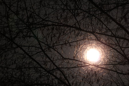 bulan melalui cabang, bulan, cabang, pohon, malam, cahaya, langit