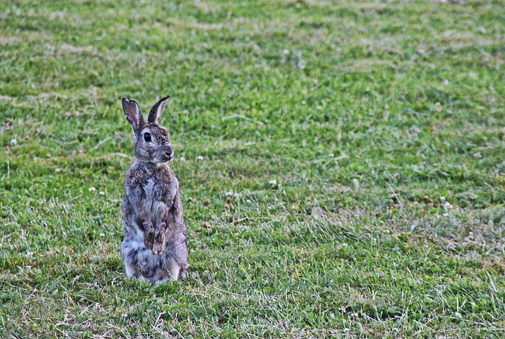 yabani tavşan, tavşan, kulak, çimen, şirin, çayır, vahşi