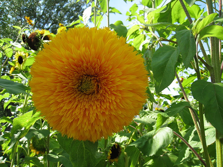 bunga matahari, Sean, kuning, musim panas, hijau, daun, Taman