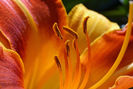 daylily, hemerocallis, hemerocallidoideae, stamens, orange, blossom, bloom