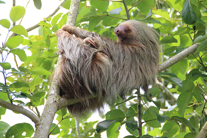 lättja, Costa Rica, regnskog, vilda djur, djur, naturen, primater