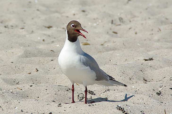 zwarte headed gull, Larus ridibundus, water vogels, strand, zand, Baltische Zee, Darß