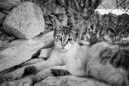 animal, en blanco y negro, gato, lindo, felino, mascota, gato doméstico