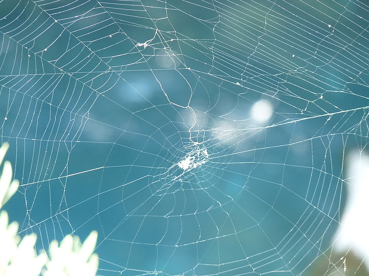 mạng lưới, nhện, Thiên nhiên