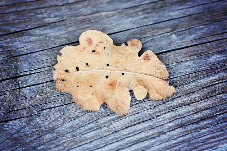 leaf, oak leaf, dried, wood, weathered, grey, close