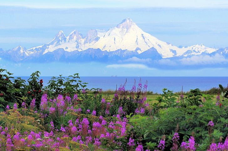 Alaska, Kenia, MT iliamna, vocano, Mjölke (växt), sommar, Mountain