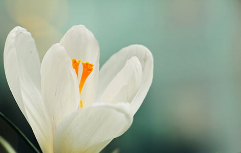 krokas, gėlė, pavasarį, Pavasario gėlė, balta, pradžioje gama, bühen