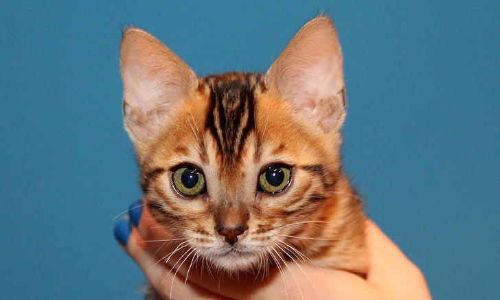 kitten, bengal, brown spotted tabby