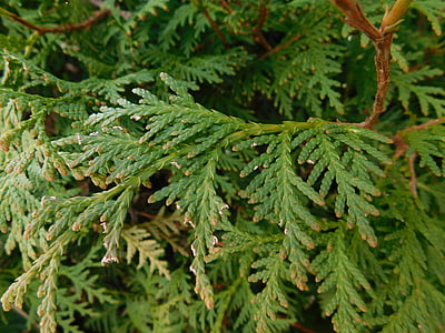Thuja, Cupressaceae, árbol de la vida, árbol, hojas, planta verde, planta
