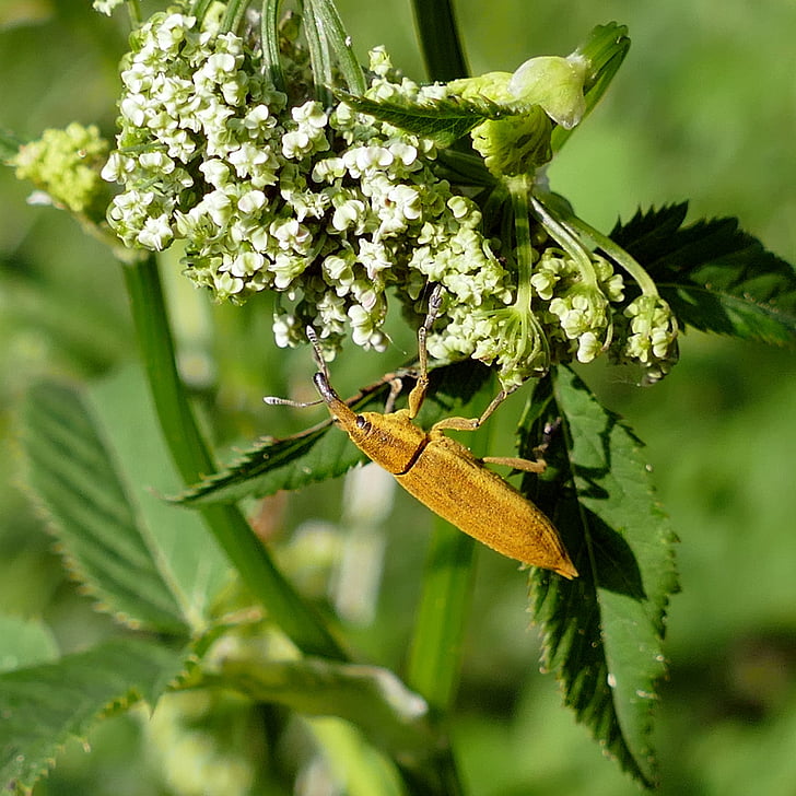 Escarabajo de la, agua acida-barrenador de las, insecto picudo, naturaleza, insectos, animal, Close-up