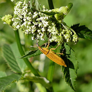 escarabat, Becut agrella-tija de l'aigua, insecte corc, natura, insecte, animal, close-up