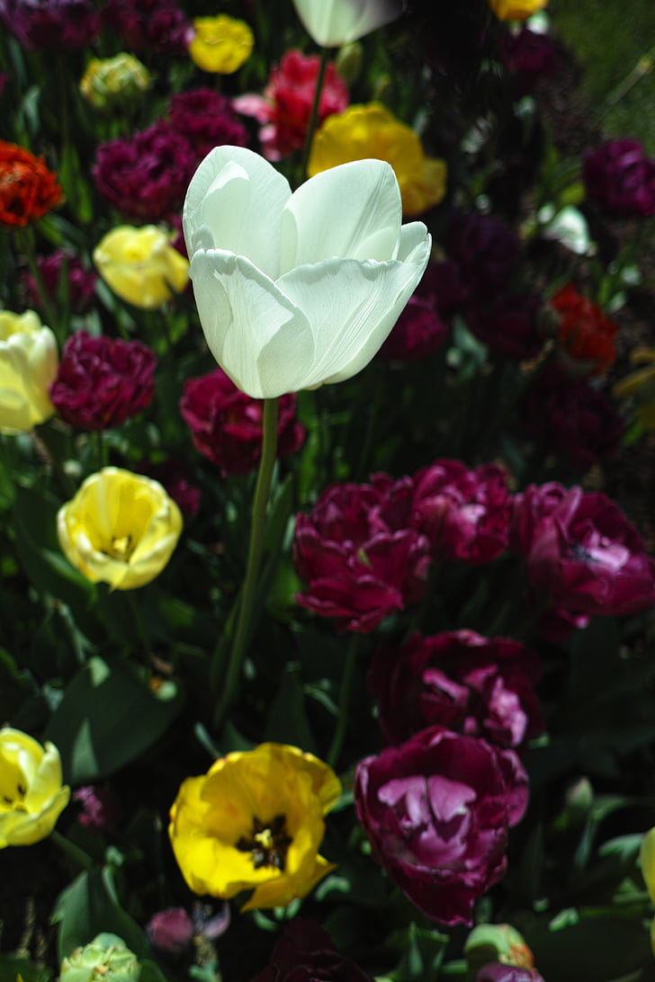 tulipes, fleur, festival des tulipes, macro, plante, nature, fleurs