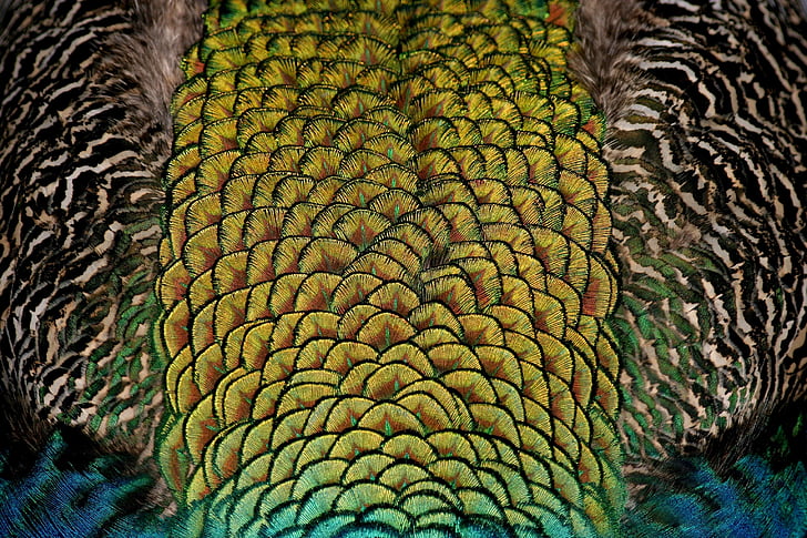 yellow, brown, blue, abstract, painting, Peacock, Bird