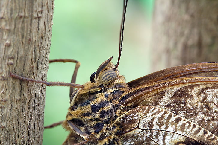 Motyl, makro, z bliska, skrzydło, owad, wzór, brązowy