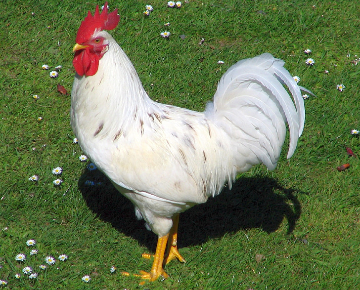 rooster, poultry, bird, chicken, agriculture, domestic, farming