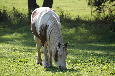con ngựa, pony, đồng cỏ, giống ngựa nhỏ, ăn cỏ