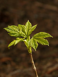 Arce de Noruega, Arce, platanoides de Acer, Arce de hoja de aguja, Aceraceae, Sprout, primeras hojas