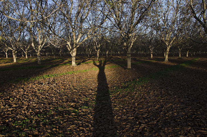 trees, shadow, orchard, forest, landscape, farm, outdoors