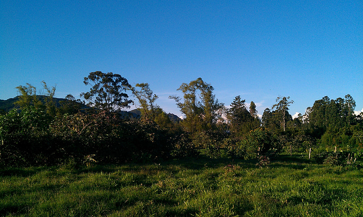 jungelen, La ceja, Antioquia, Colombia, skog, natur