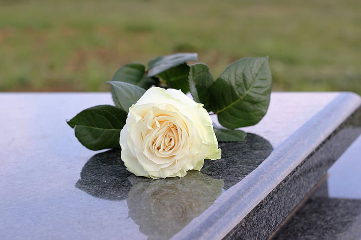 Rosa blanca, puresa, marbre gris, làpida, tomba