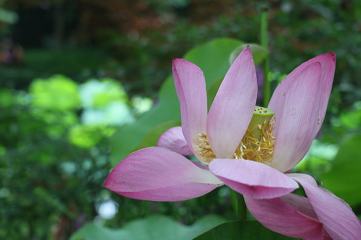 lotus, plant, summer, garden, nature, spring
