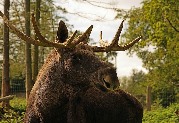 Moose, gewei, Bull moose, dier, Zweden, hoofd