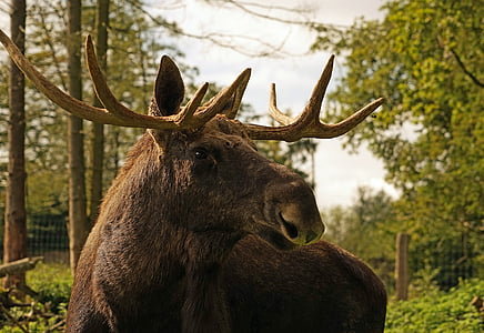 Moose, parohy, Bull moose, zviera, Švédsko, vedúci