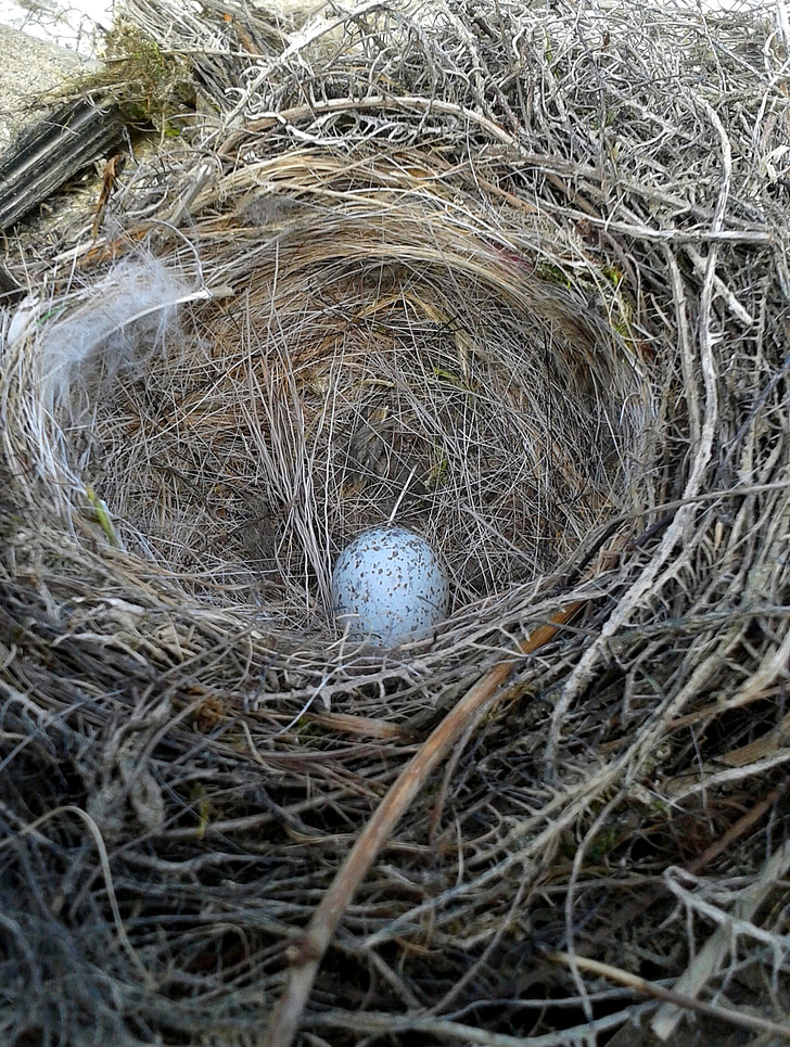 natuur, nest, ei, Vogelnest, dier, nesten van gebouw, vogel eieren