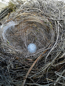自然, 巣, 卵, 鳥の巣, 動物, 建物を巣します。, 鳥の卵