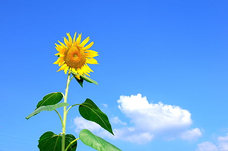 写真, 昼間, 空, 夏, ひまわり, 花, クラウド