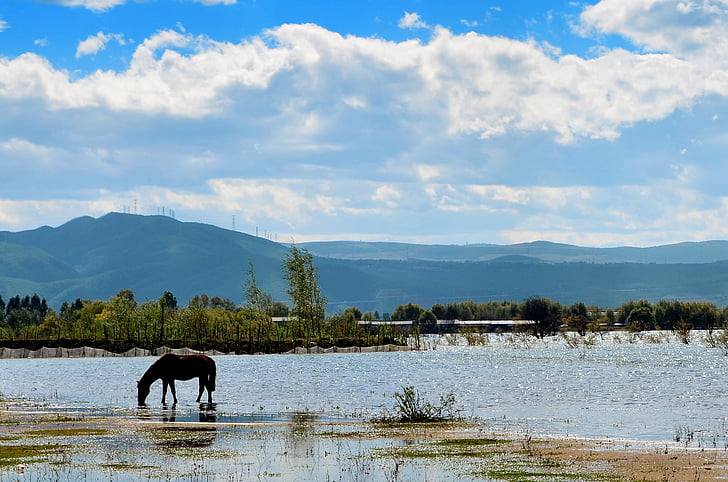 blue sky, white cloud, horse, lake, alpine, open country