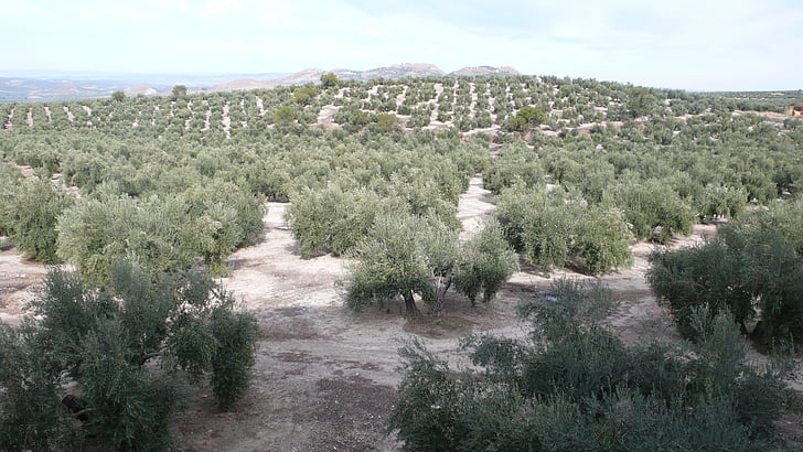 Olive, loodus, sajandil mitmed, taimne, väli, Sügis, saagi
