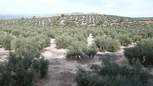 oliven, natur, Olivas, vegetabilsk, felt, efterår, høst