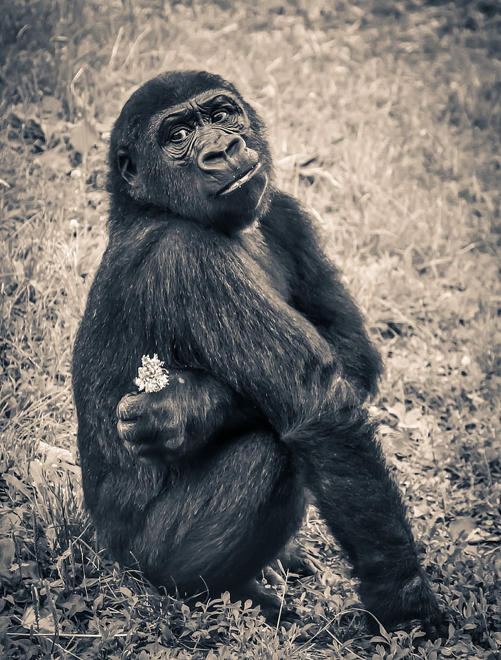 animal, animal photography, ape, monkey, primate, sepia, wildlife
