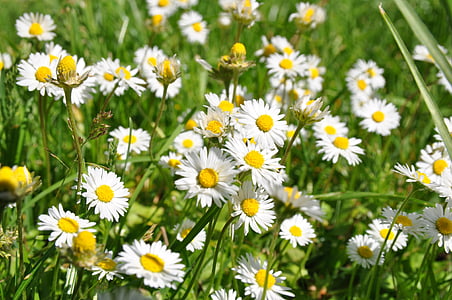 Daisy, Meadow, printemps, fleurs, pré de fleurs, nature, fleurs sauvages