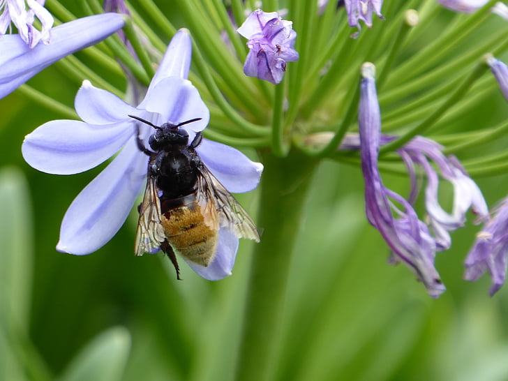 bunga, biru, serangga, lebah, alam, penyerbukan, serbuk sari