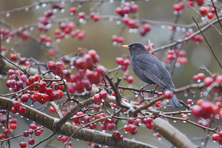 pták, Blackbird, podzim, červená, ovoce, mokrý, černá