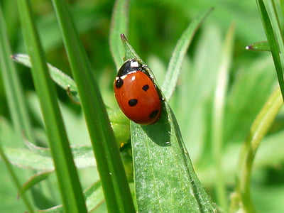 ladybug, beetle, red, points, lucky charm, luck, leaf