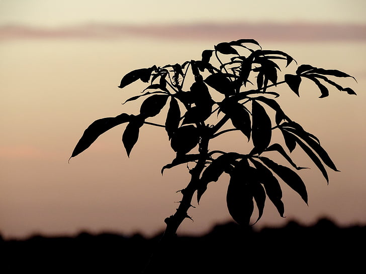 silhouette, shadow, eventide