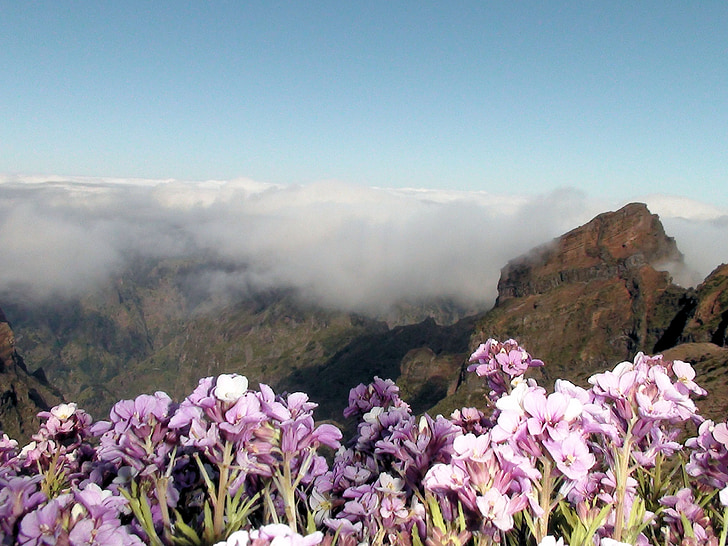 Madeira, kalnų, aukščiausiojo lygio susitikime, Portugalija, sala, pavasarį, Gamta