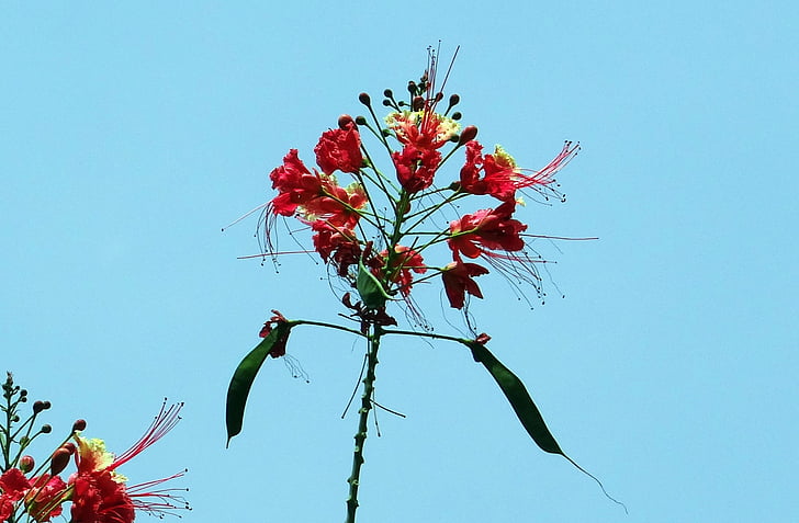 Peacock bloem, trots van barbados, dwerg poinciana, radhachura, sidhakya, Caesalpinia pulcherrima, caesalpiniaceae