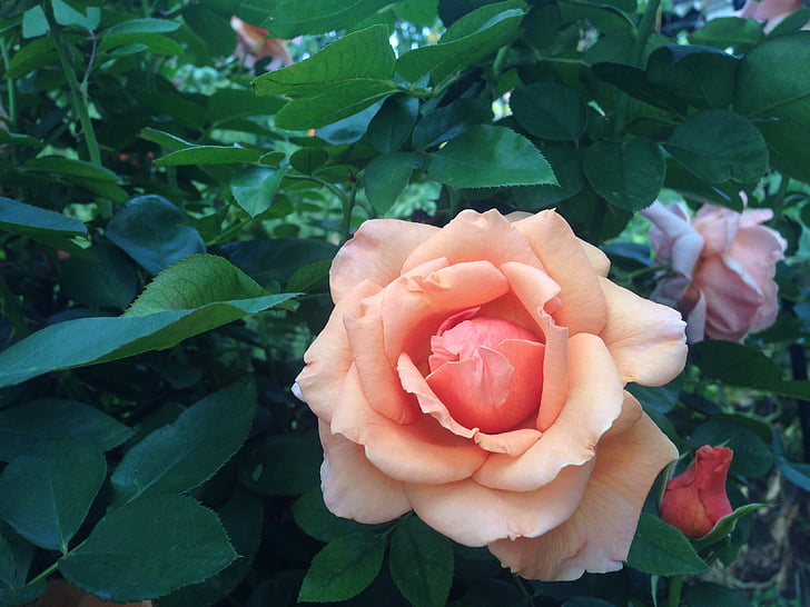 Rosa, flor, natura