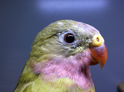 Principessa pappagallo, uccello, natura, aviaria