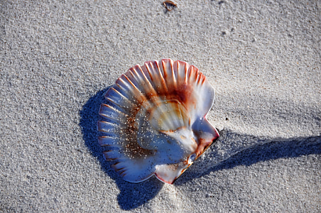 shell, strand, zand