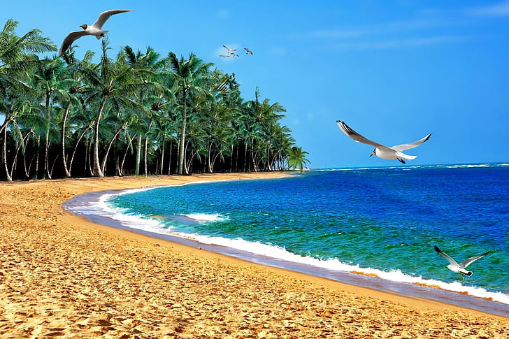 plajă, nisip, Mar, ocean, Orla, litoral, nucă de cocos copaci