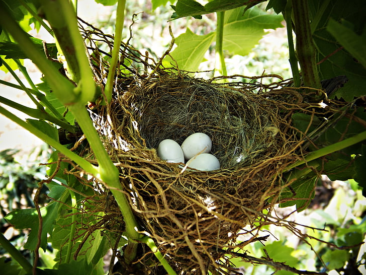 ligzdot, olas, dzīve, koks, filiāles, putni, novietot inkubācijai