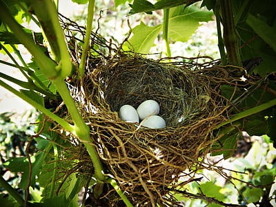 gnijezdo, jaja, život, drvo, grane, ptice, inkubaciju