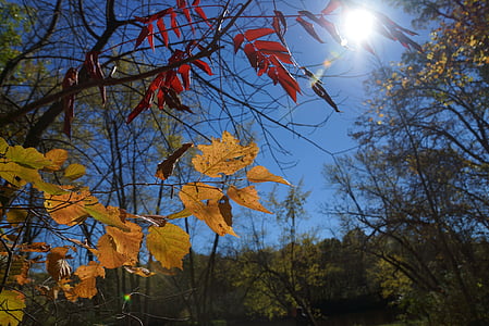 faller, hösten, naturen, oktober, färger, Sky, Leaf
