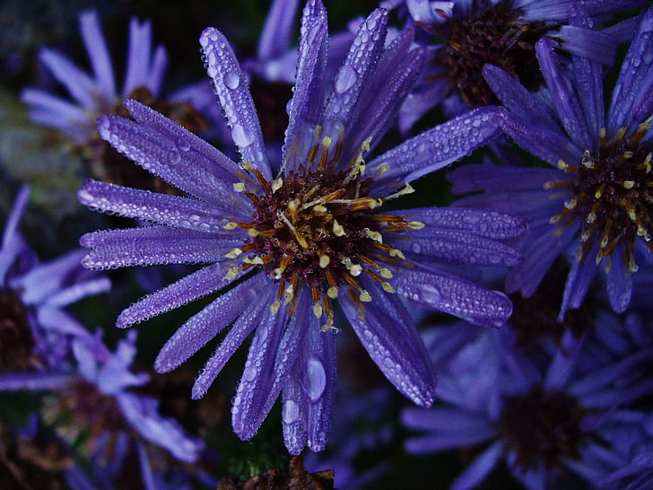 flower, dew, raindrop, purple flowers, summer flowers, macro