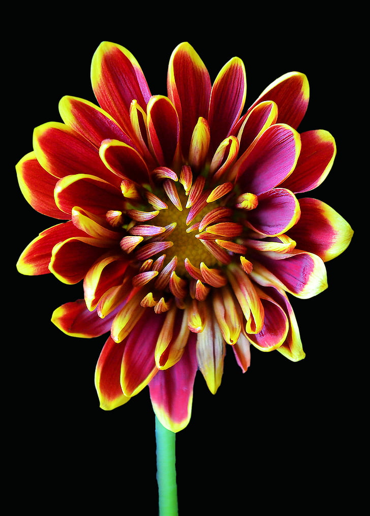 Chrysanthemum, rød, gul, rødbrun, blomster, blomst, natur